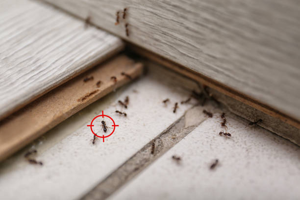 Best Residential Pest Control  in Elwood, NY