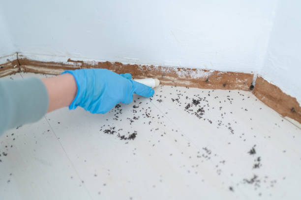 Wildlife Control Services in Elwood, NY